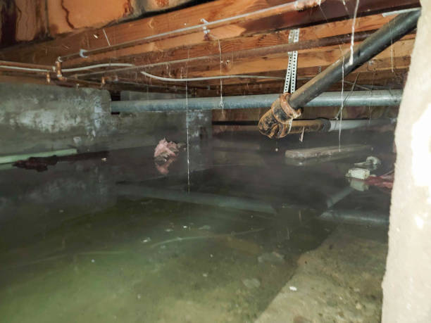 Best Flood restoration services  in Fairwood, MD