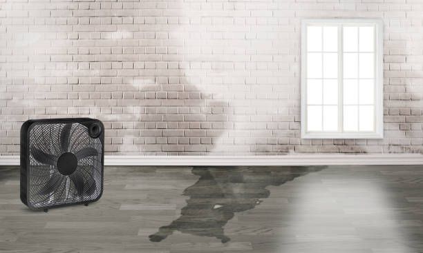Best Basement water damage restoration  in Fairwood, MD
